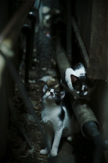 开云集团中国官网-凯里·欧文新书畅销，谈NBA生活与信仰冲突，凯里欧文生活照